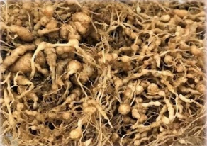 Root Knot Nematode